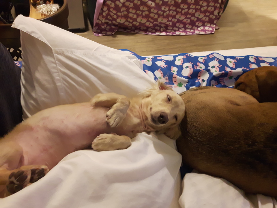 嘎嘎到你家🤩              ～～～～～～～～～～～～～～                                    寵物住宿安親3年以上經驗，並針對孩子習性行為做調整，讓孩子安心開心 - サービス説明 6