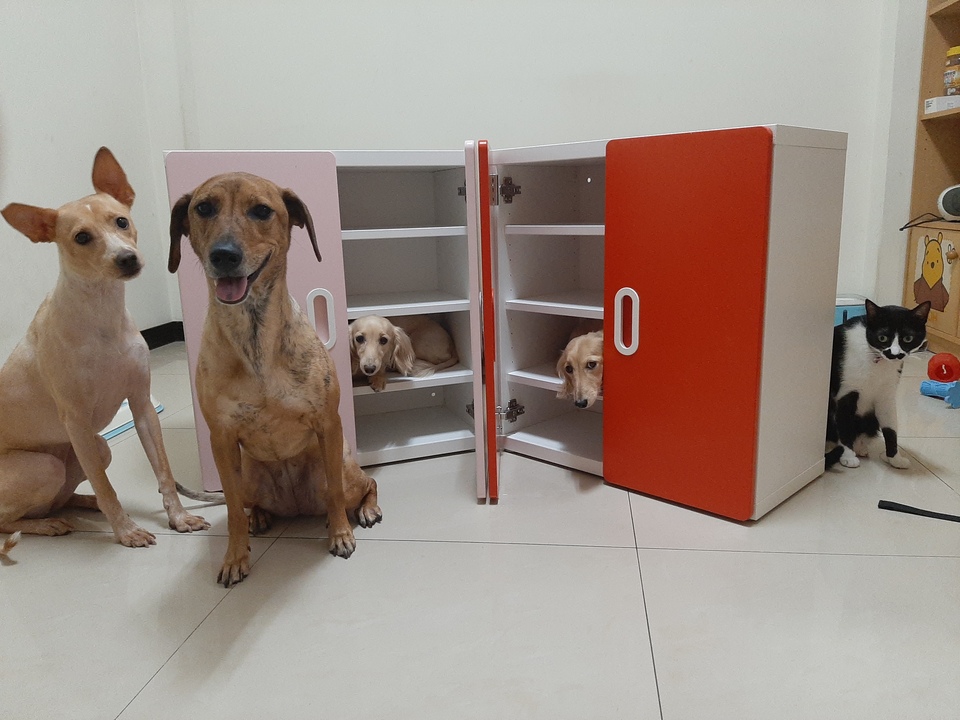 嘎嘎到你家🤩              ～～～～～～～～～～～～～～                                    寵物住宿安親3年以上經驗，並針對孩子習性行為做調整，讓孩子安心開心 - サービス説明 12