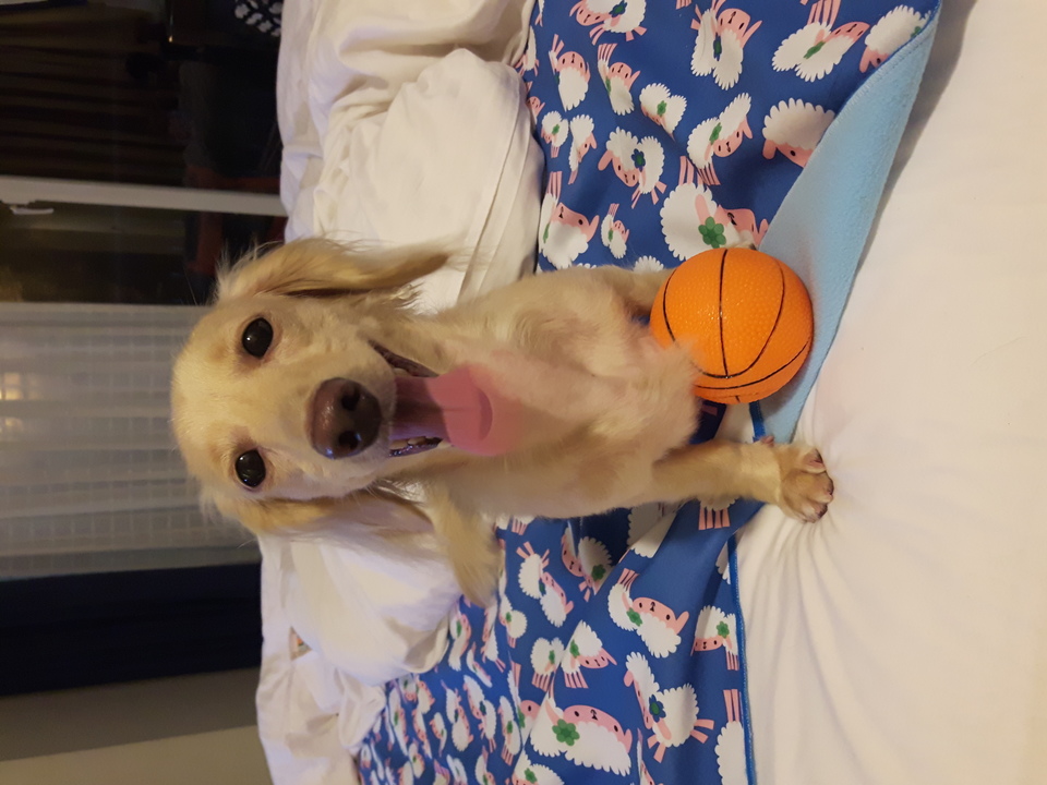 嘎嘎到你家🤩              ～～～～～～～～～～～～～～                                    寵物住宿安親3年以上經驗，並針對孩子習性行為做調整，讓孩子安心開心 - サービス説明 5