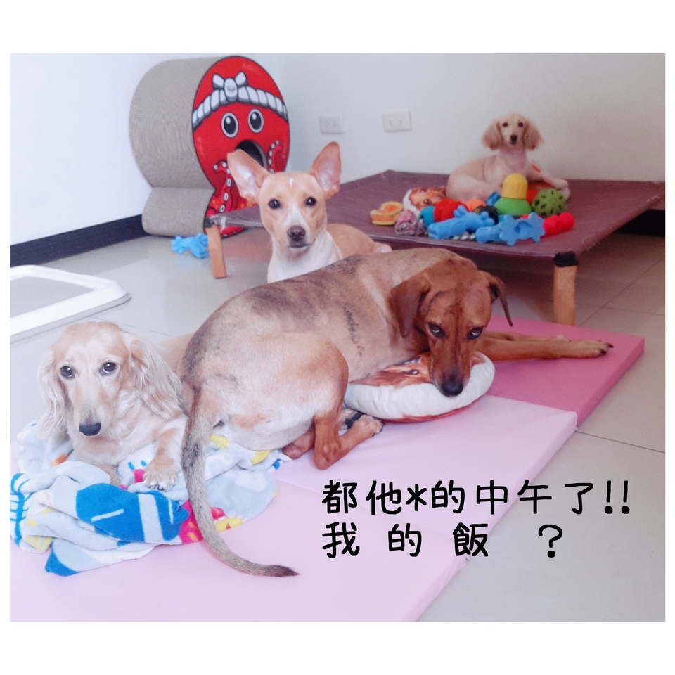 嘎嘎到你家🤩              ～～～～～～～～～～～～～～                                    寵物住宿安親3年以上經驗，並針對孩子習性行為做調整，讓孩子安心開心 - サービス説明 14