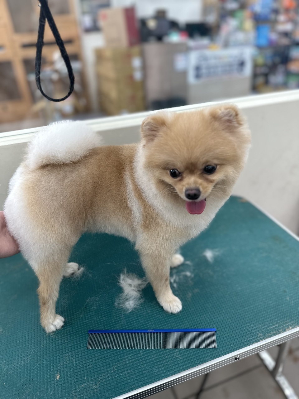 可提供接送，也可到府🏠十年美容經驗、取得寵物相關多項證照、犬貓各種造型、犬貓皮膚調理 - 服務說明 7