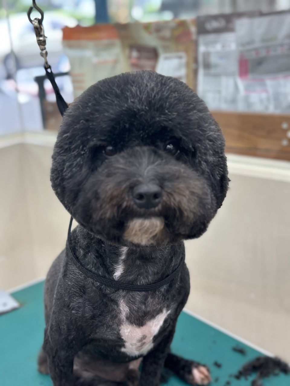 可提供接送，也可到府🏠十年美容經驗、取得寵物相關多項證照、犬貓各種造型、犬貓皮膚調理 - 服務說明 3