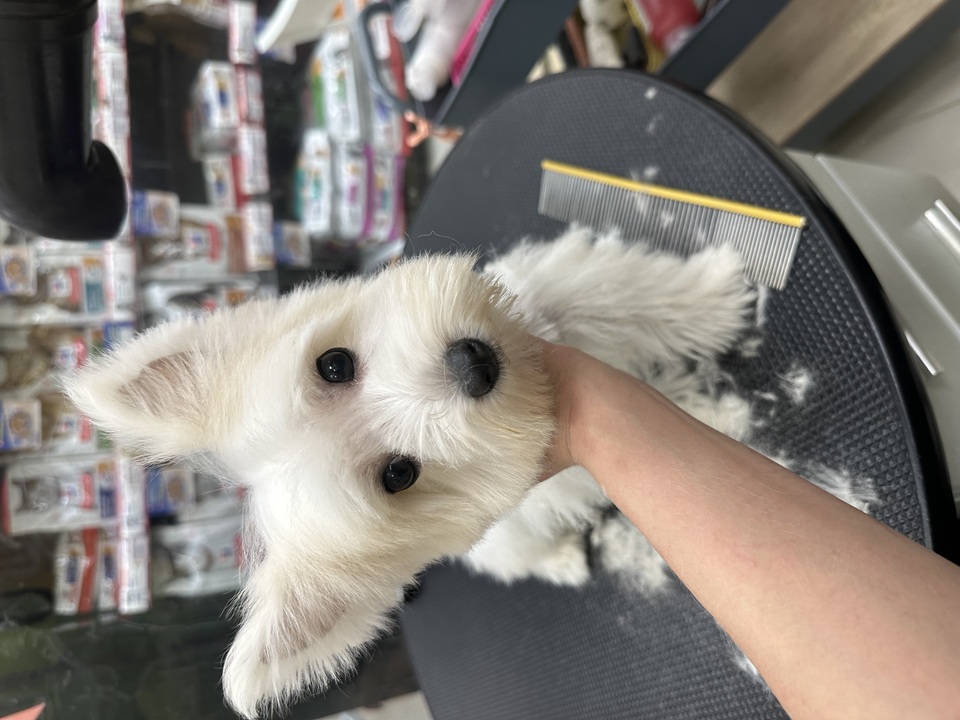 可提供接送，也可到府🏠十年美容經驗、取得寵物相關多項證照、犬貓各種造型、犬貓皮膚調理 - 服務說明 8