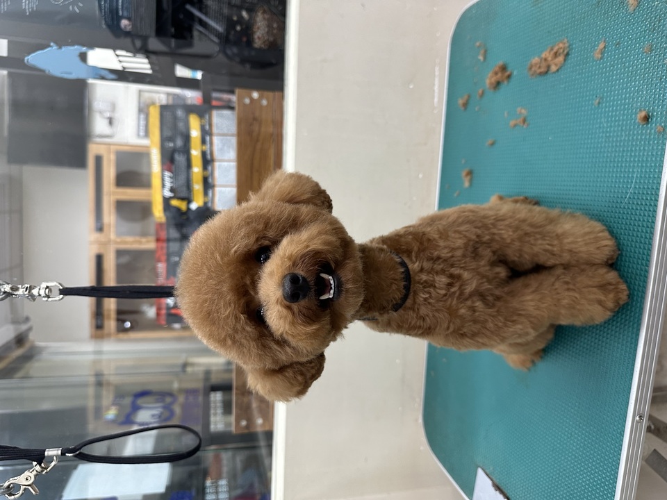 可提供接送，也可到府🏠十年美容經驗、取得寵物相關多項證照、犬貓各種造型、犬貓皮膚調理 - 服務說明 5