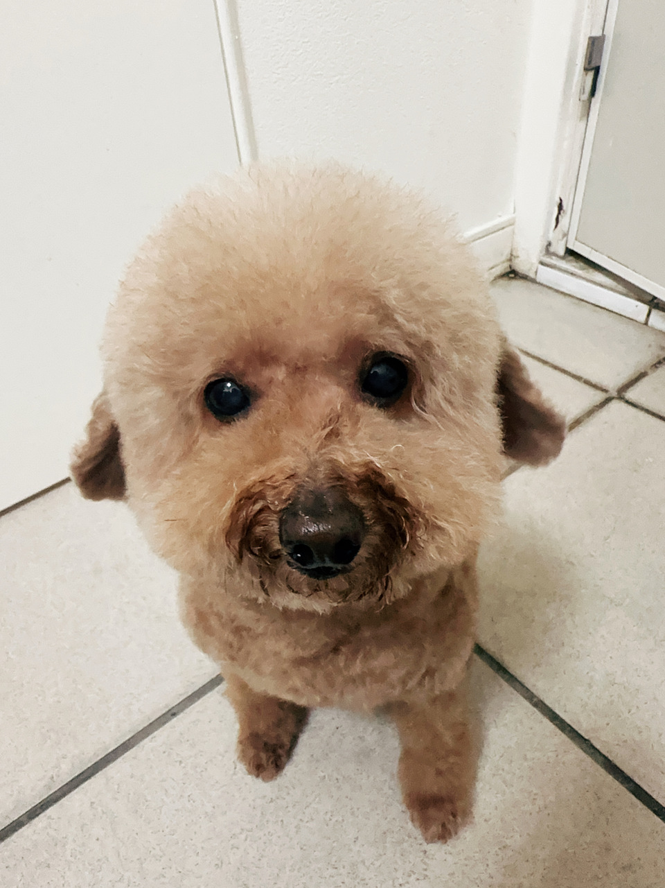 可提供接送，也可到府🏠十年美容經驗、取得寵物相關多項證照、犬貓各種造型、犬貓皮膚調理 - 服務說明 4