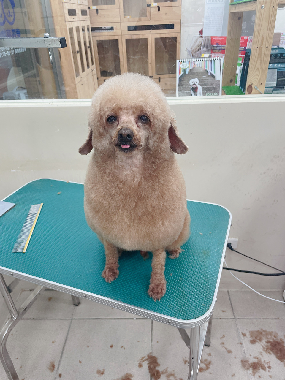 可提供接送，也可到府🏠十年美容經驗、取得寵物相關多項證照、犬貓各種造型、犬貓皮膚調理 - 服務說明 6