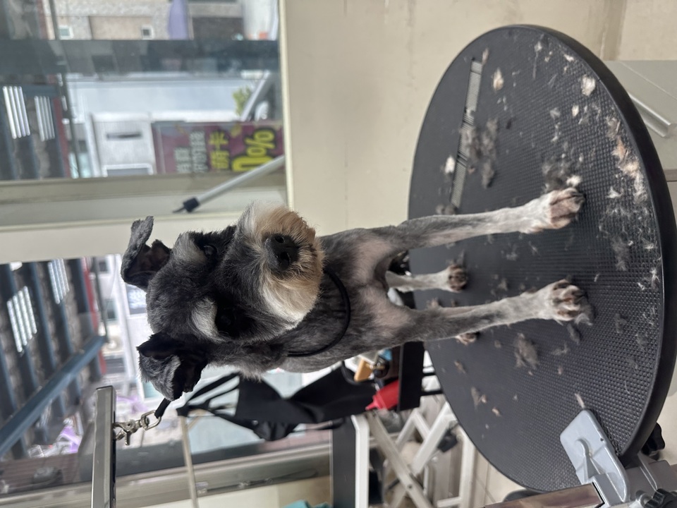 可提供接送，也可到府🏠十年美容經驗、取得寵物相關多項證照、犬貓各種造型、犬貓皮膚調理 - 服務說明 10