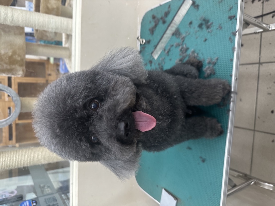 可提供接送，也可到府🏠十年美容經驗、取得寵物相關多項證照、犬貓各種造型、犬貓皮膚調理 - 服務說明 1