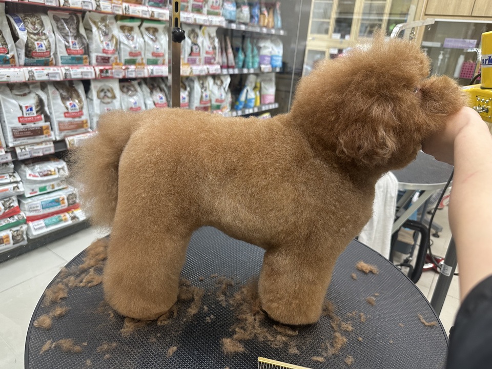 可提供接送，也可到府🏠十年美容經驗、取得寵物相關多項證照、犬貓各種造型、犬貓皮膚調理 - 服務說明 9