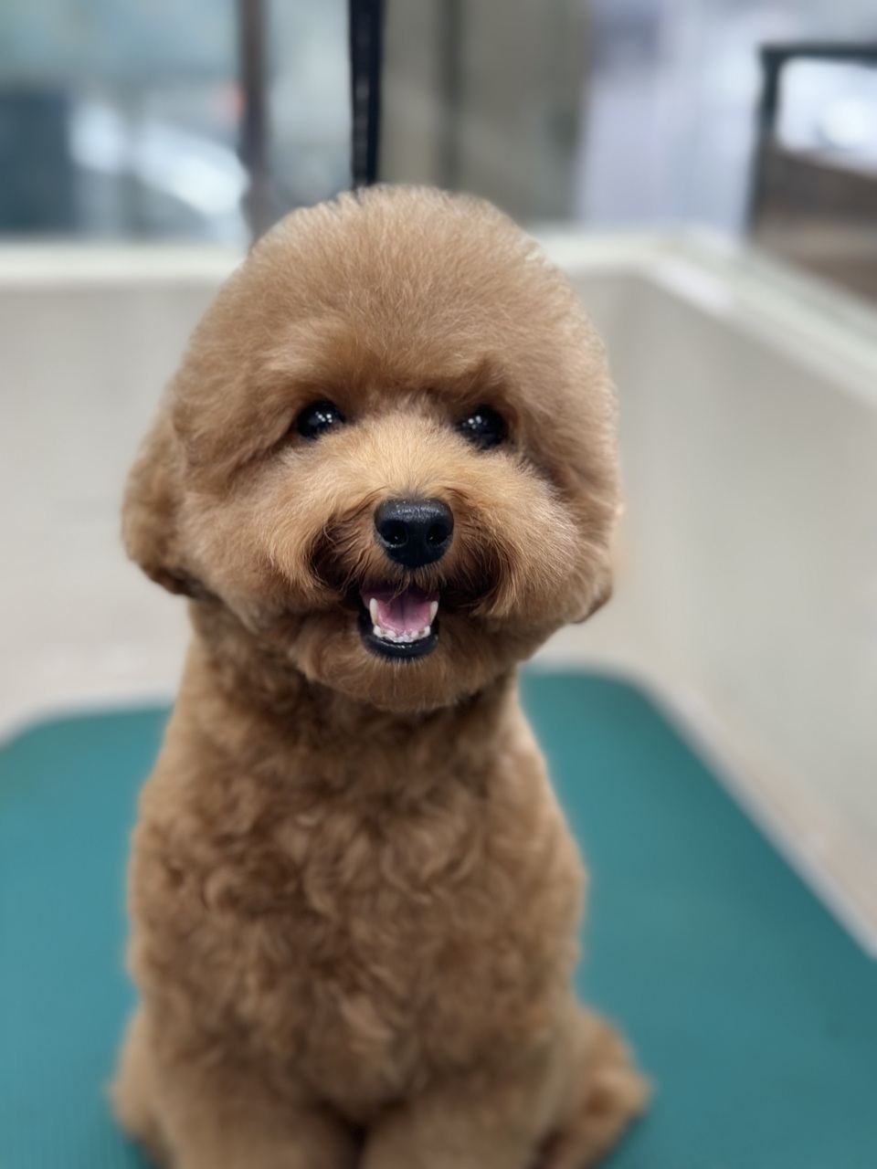 可提供接送，也可到府🏠十年美容經驗、取得寵物相關多項證照、犬貓各種造型、犬貓皮膚調理 - 服務說明 2