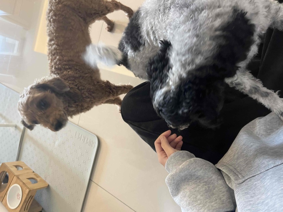 到府照顧、陪玩😺寵物美容師執照✅/剪指甲、清耳朵 - Description 4