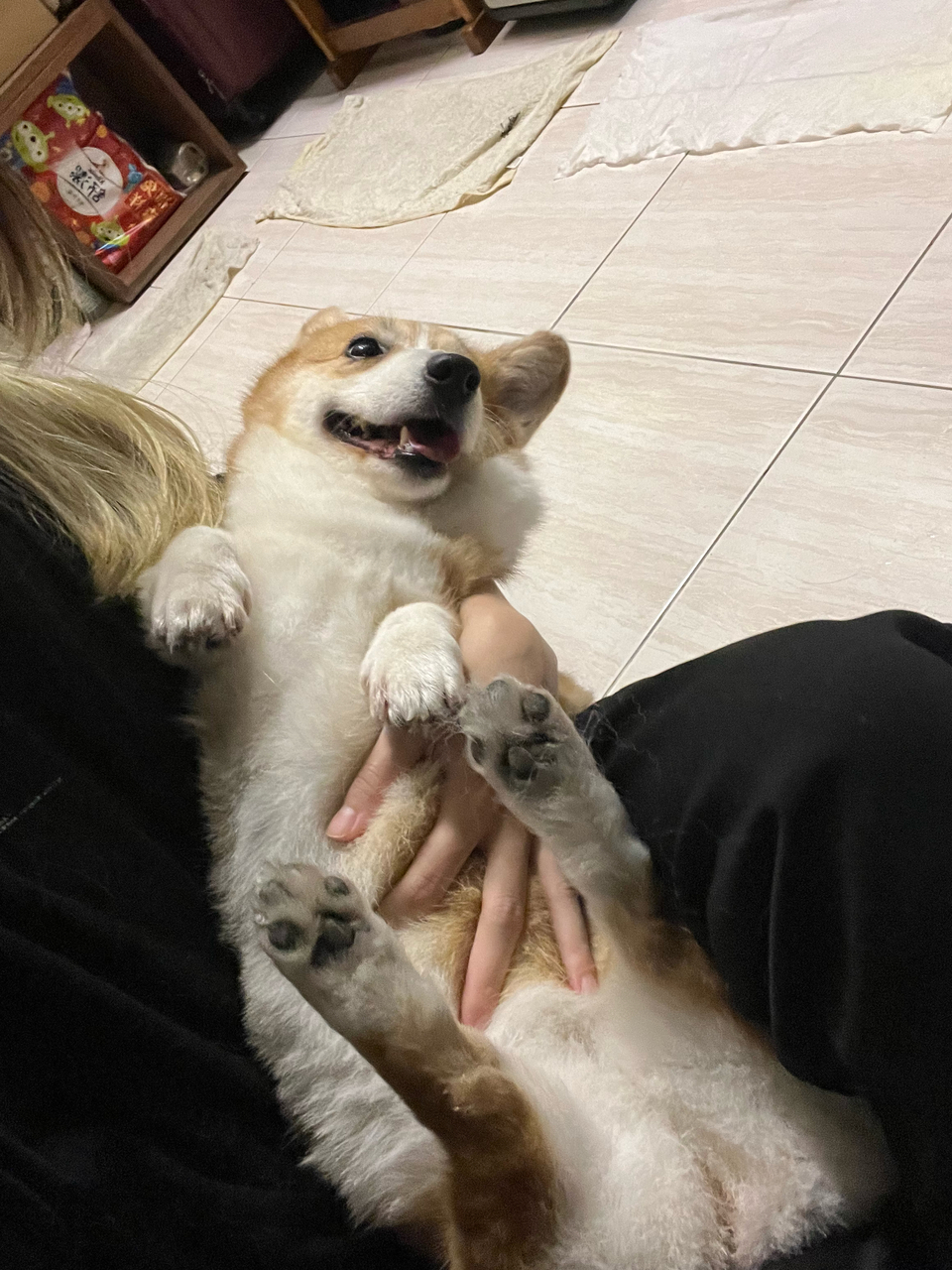 到府照顧、陪玩😺寵物美容師執照✅/剪指甲、清耳朵 - サービス説明 5