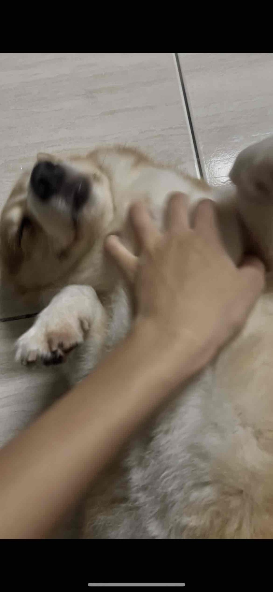 到府照顧、陪玩😺寵物美容師執照✅/剪指甲、清耳朵 - Description 3