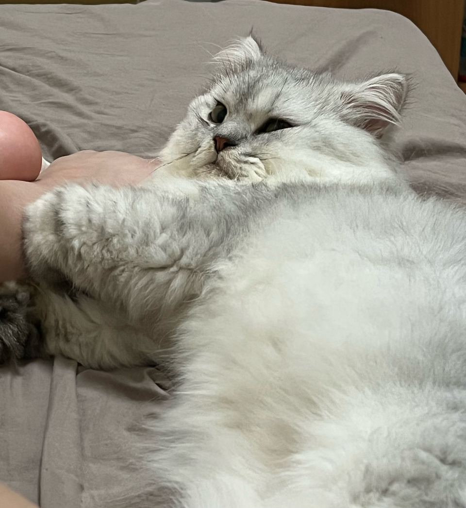 到府照顧、陪玩😺寵物美容師執照✅/剪指甲、清耳朵 - サービス説明 7