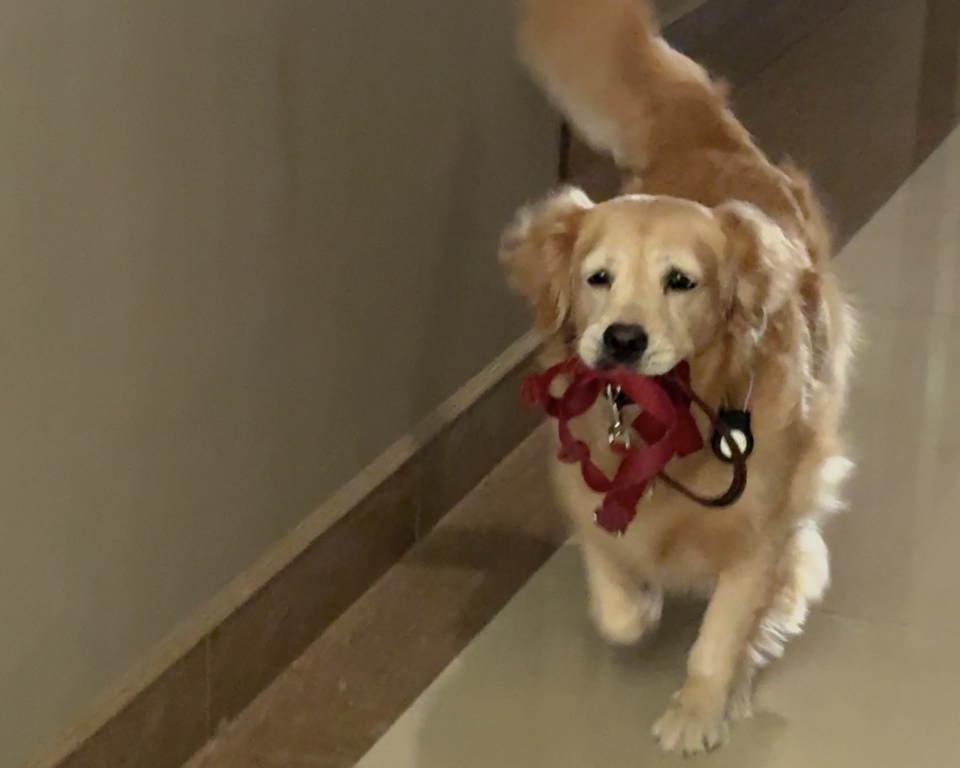 陪伴散步、玩耍放電✨寵物美容師執照✅ - 服務說明 3