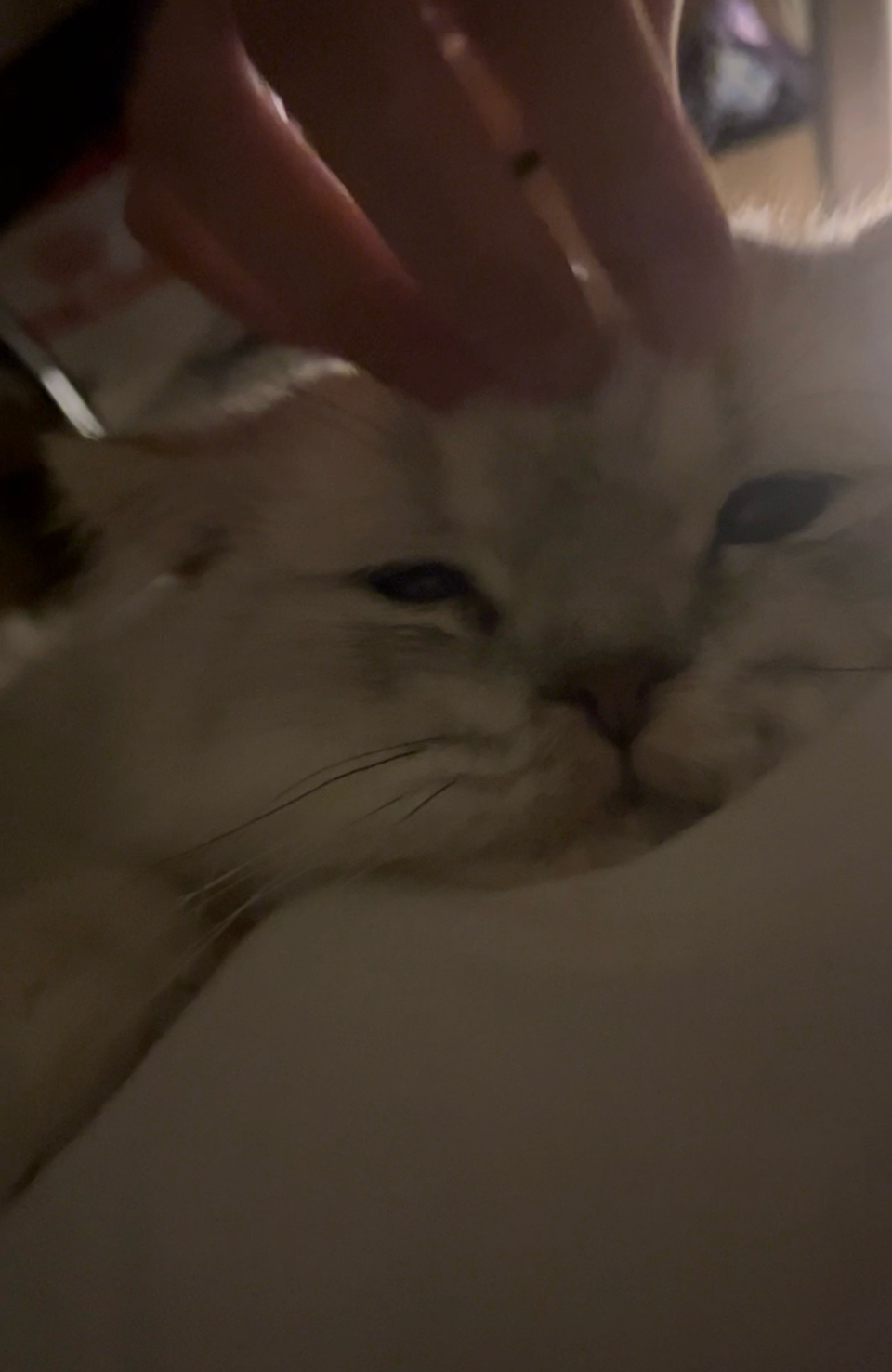 到府照顧、陪玩😺寵物美容師執照✅/剪指甲、清耳朵 - サービス説明 4