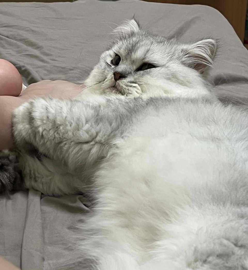 到府照顧、陪玩😺寵物美容師執照✅/剪指甲、清耳朵 - Description 2