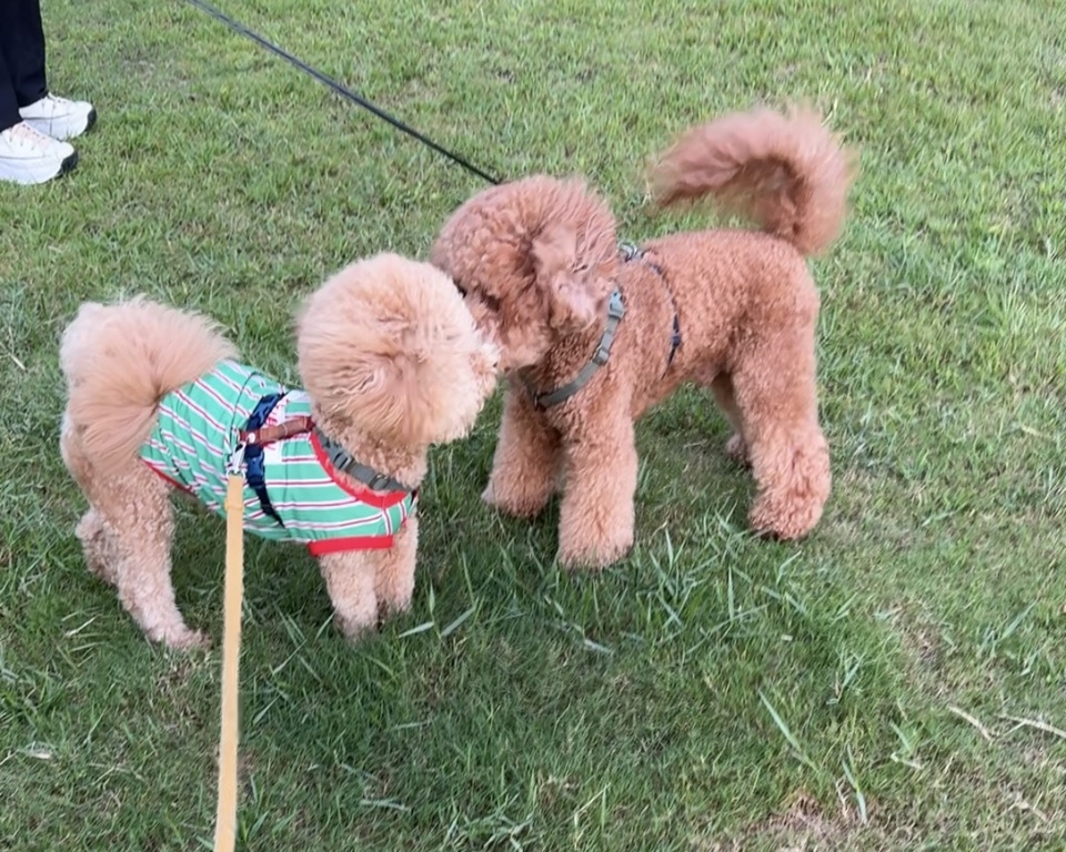 陪伴散步、玩耍放電✨寵物美容師執照✅ - 服務說明 6