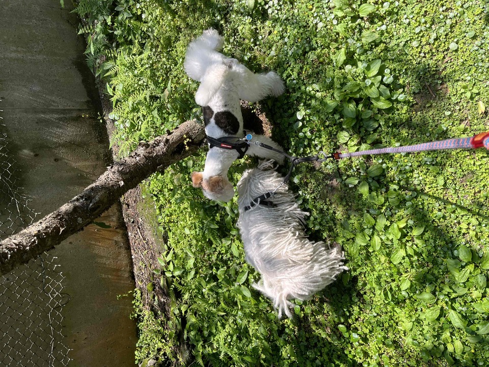 陪伴散步、玩耍放電✨寵物美容師執照✅ - 服務說明 1