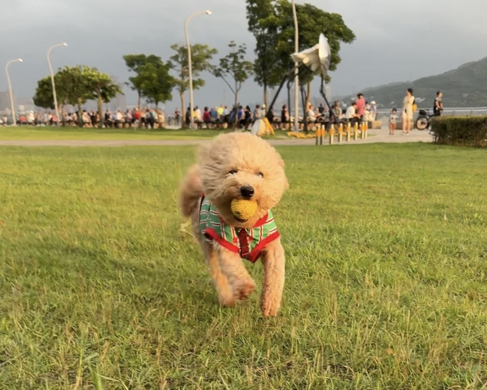 陪伴散步、玩耍放電✨寵物美容師執照✅ - 服務說明 5