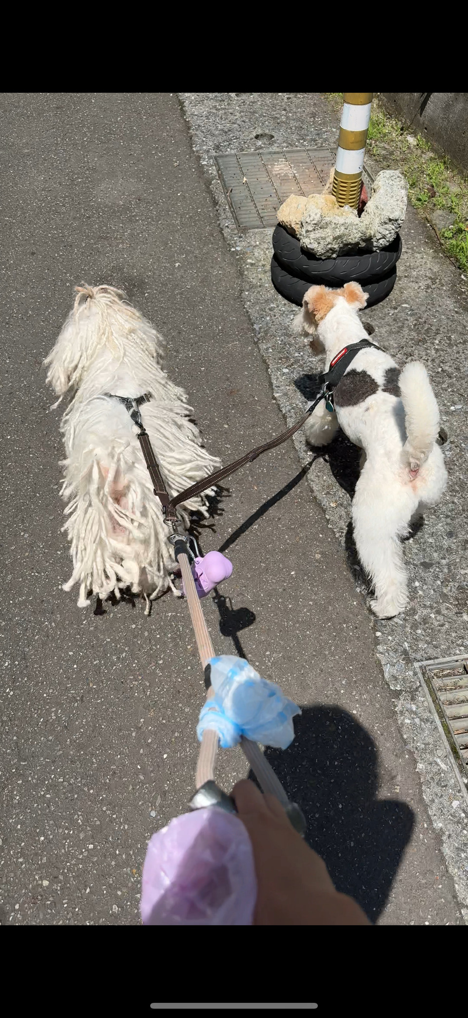 陪伴散步、玩耍放電✨寵物美容師執照✅ - 服務說明 4