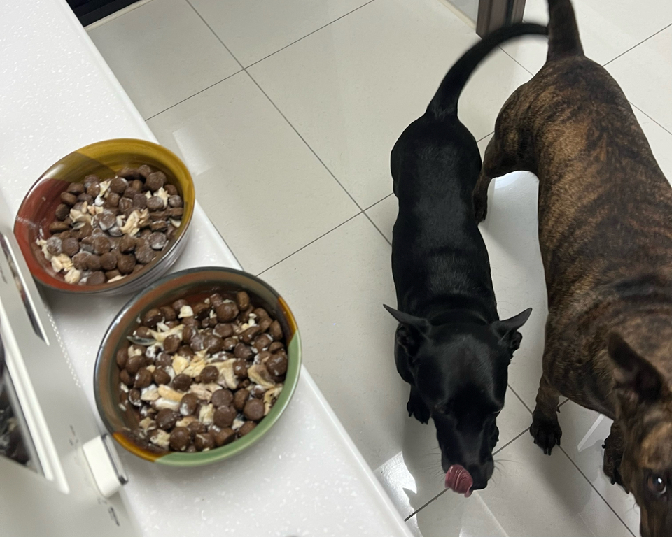 到府照顧、陪玩😺寵物美容師執照✅/剪指甲、清耳朵 - サービス説明 3