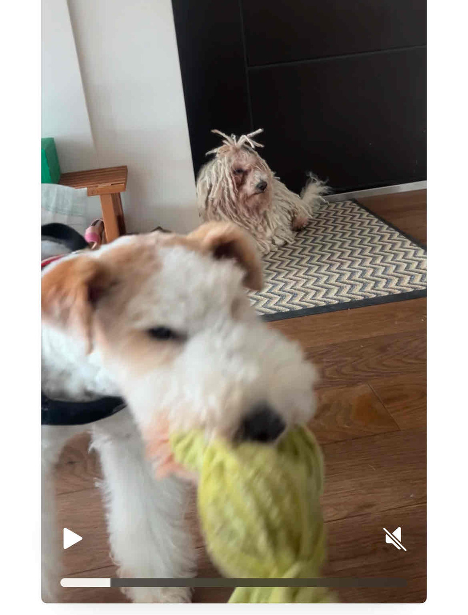 到府照顧、陪玩😺寵物美容師執照✅/剪指甲、清耳朵 - サービス説明 9