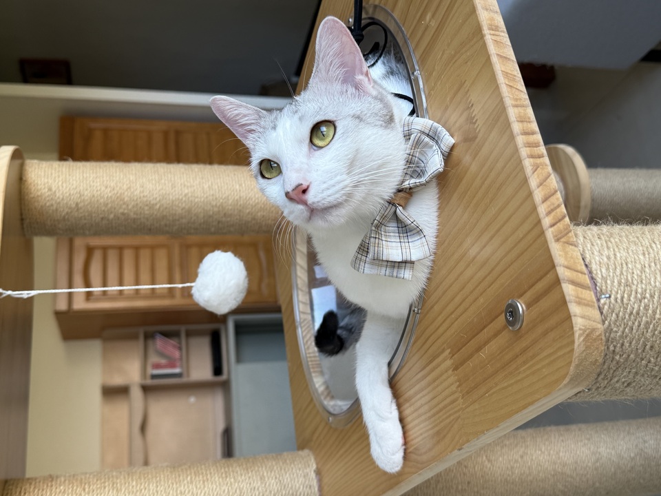 到府照顧、陪玩😺寵物美容師執照✅/剪指甲、清耳朵 - サービス説明 2