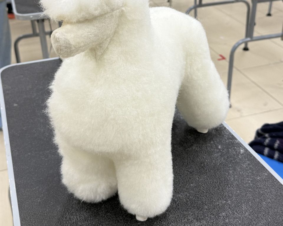 到府照顧、陪玩😺寵物美容師執照✅/剪指甲、清耳朵 - サービス説明 10