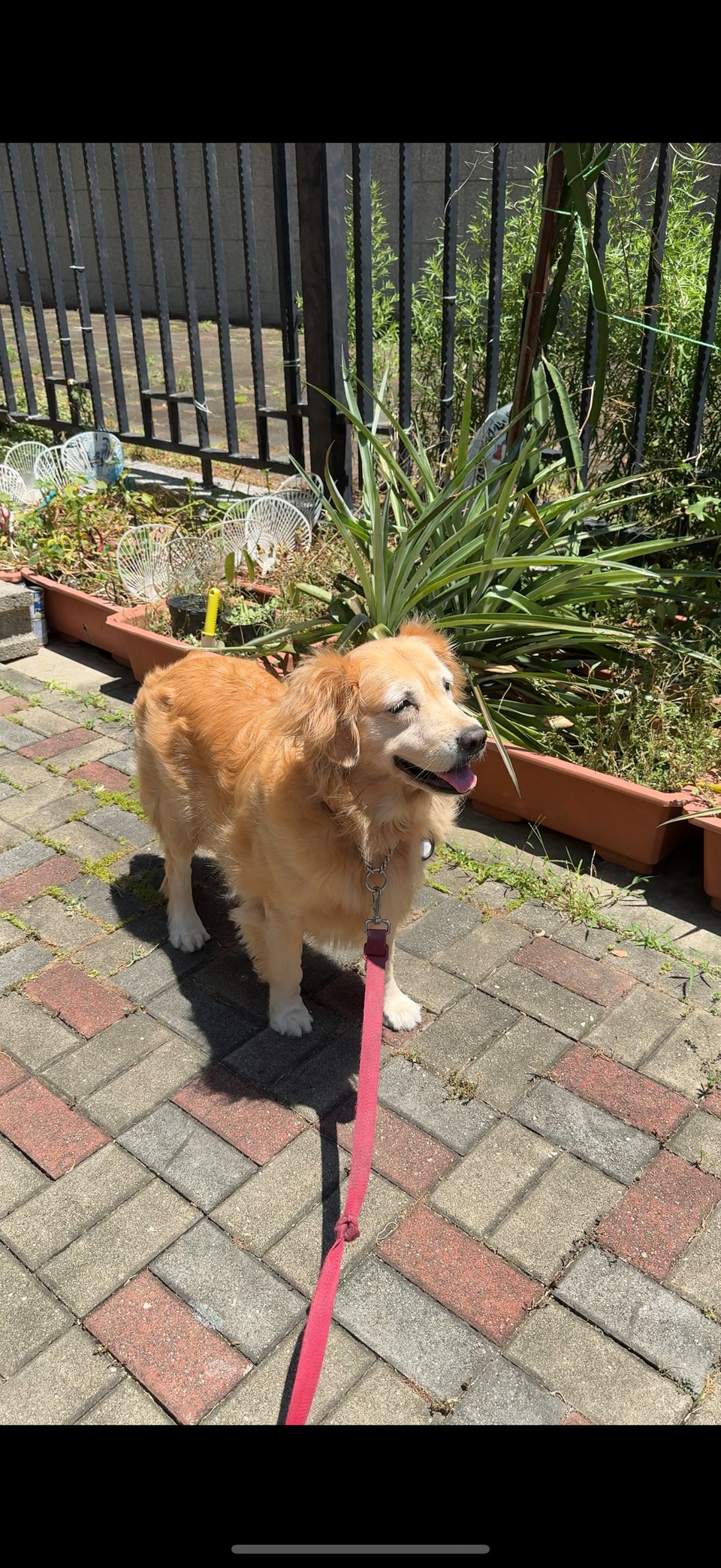 陪伴散步、玩耍放電✨寵物美容師執照✅ - 服務說明 2