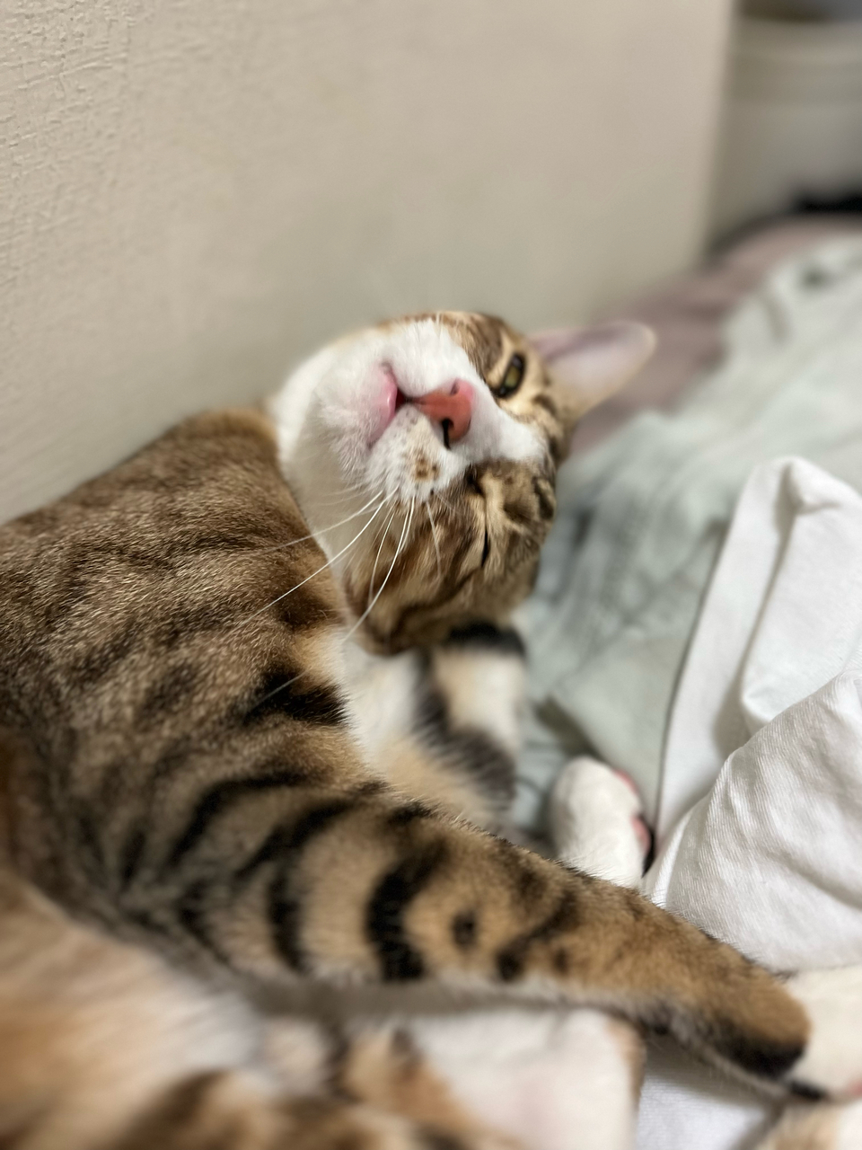 到府照顧、陪玩😺寵物美容師執照✅/剪指甲、清耳朵 - サービス説明 6