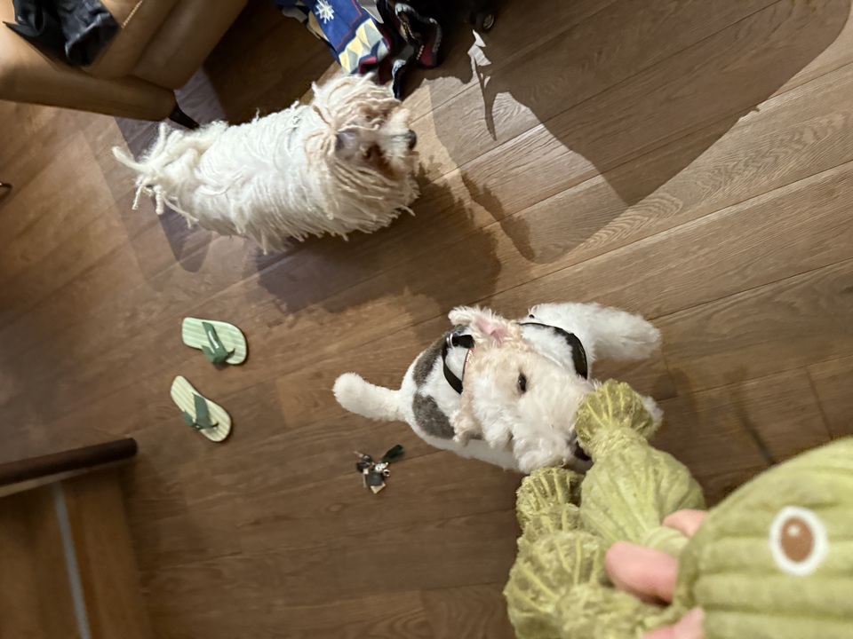 到府照顧、陪玩😺寵物美容師執照✅/剪指甲、清耳朵 - Description 6