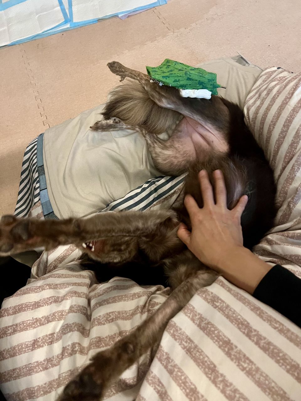 嗨👋各位毛爸媽好，我有照顧狗狗快30年的經驗 - 服務說明 4