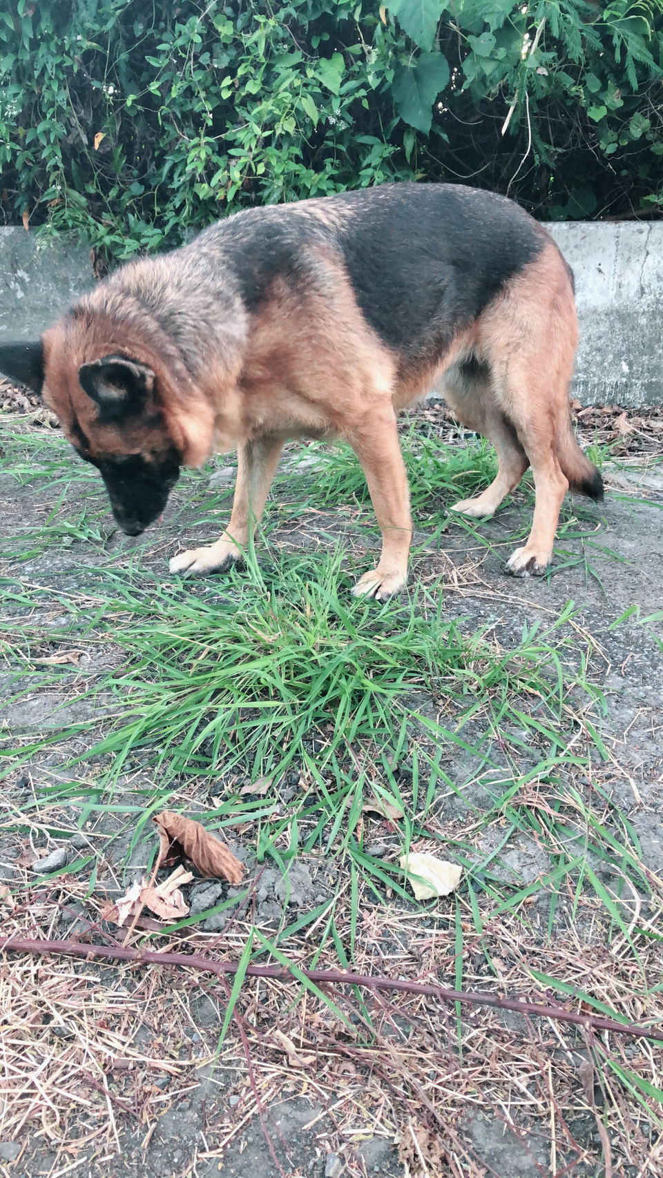 陪毛小孩散步 - Description 3