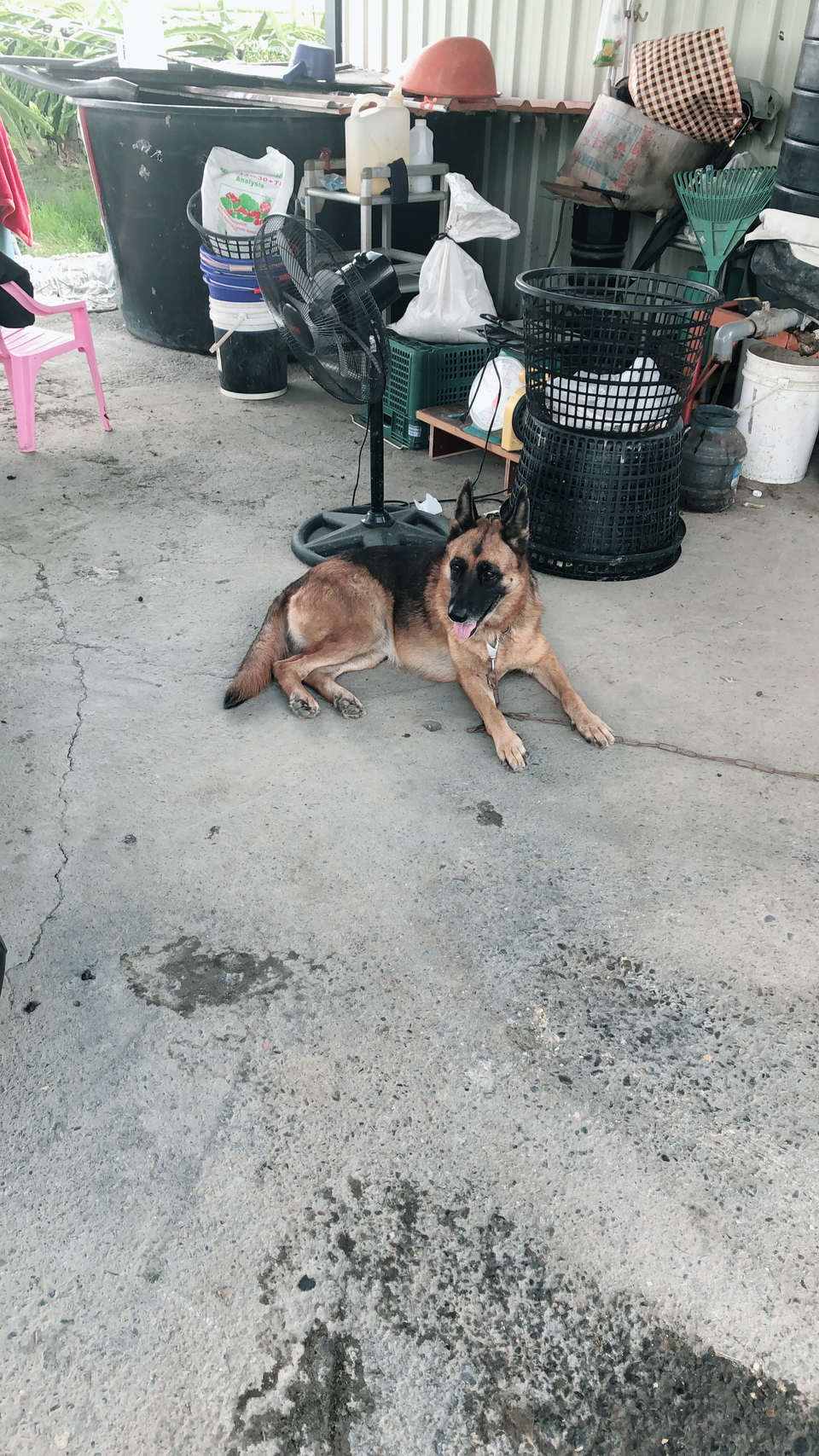 陪毛小孩散步 - Description 4