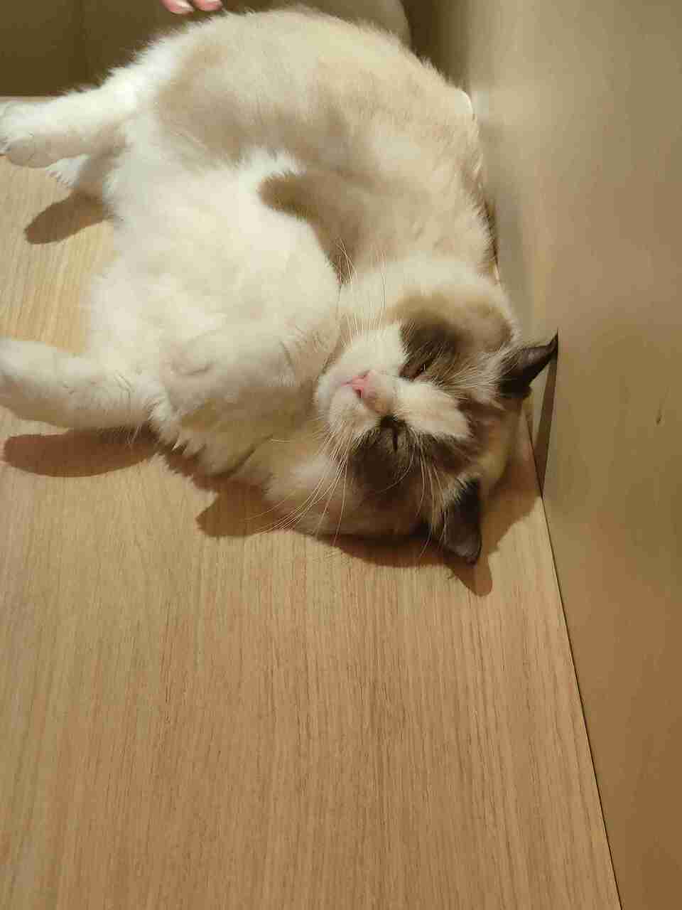 艾維拉到府服侍主子們 - 服務說明 3