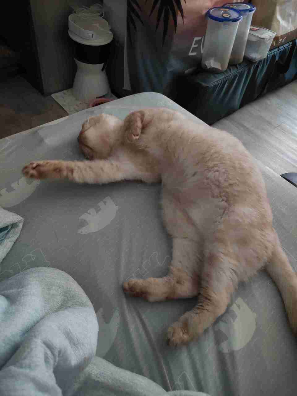 艾維拉到府服侍主子們 - 服務說明 4