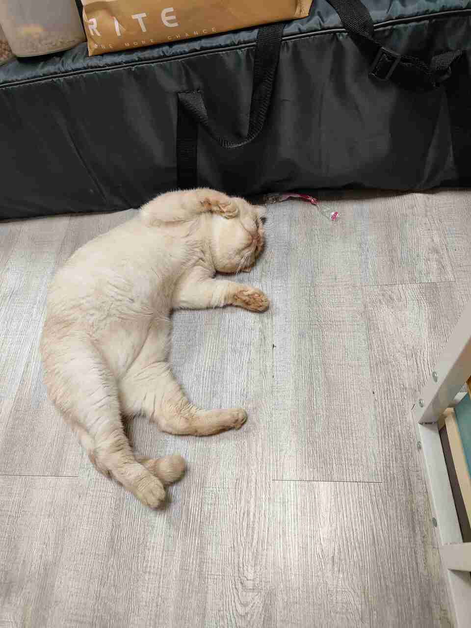 艾維拉到府服侍主子們 - 服務說明 6