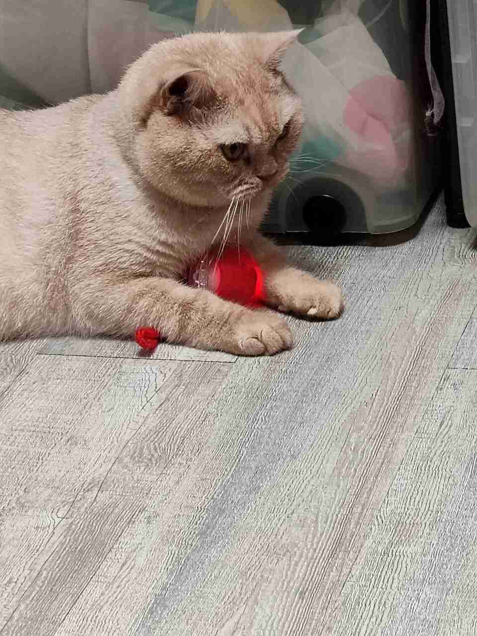 艾維拉到府服侍主子們 - 服務說明 5