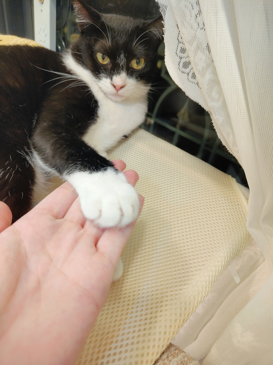 艾維拉到府服侍主子們 - 服務說明 7