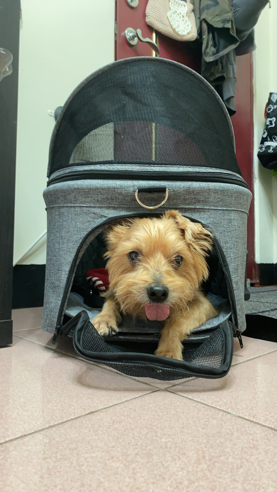 Jenni姐姐與毛孩出去玩系列～ - Description 3