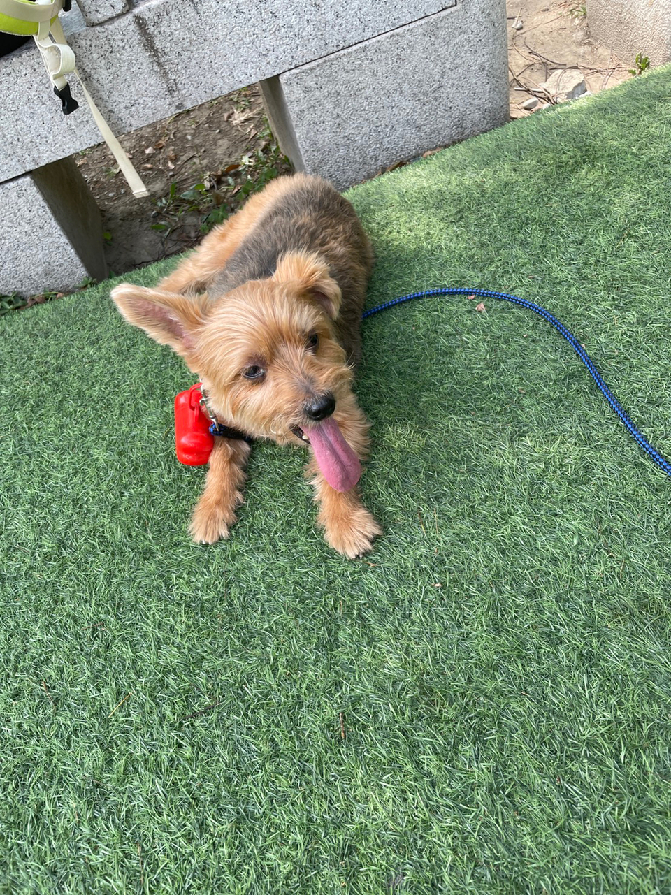 Jenni姐姐與毛孩出去玩系列～ - Description 2