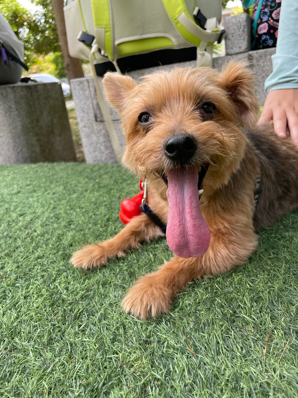 Jenni姐姐與毛孩出去玩系列～ - Description 1