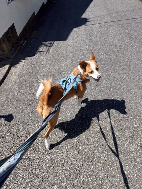 【世田谷区】お散歩代行🐶