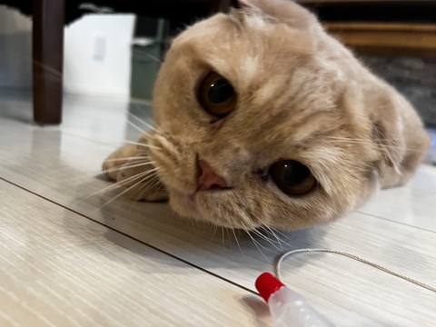 【世田谷区】🍒お留守番サポート🍒