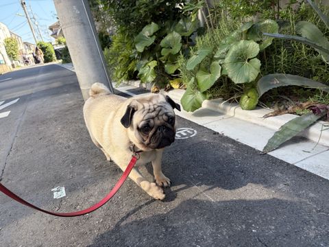 【世田谷区】お散歩代行🐶