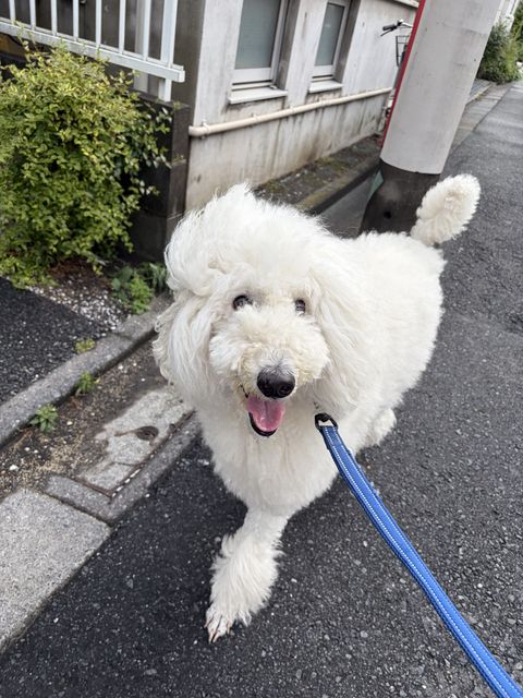 【世田谷区】お散歩代行🐶