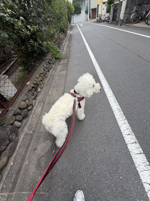 【世田谷区】お散歩代行🐶