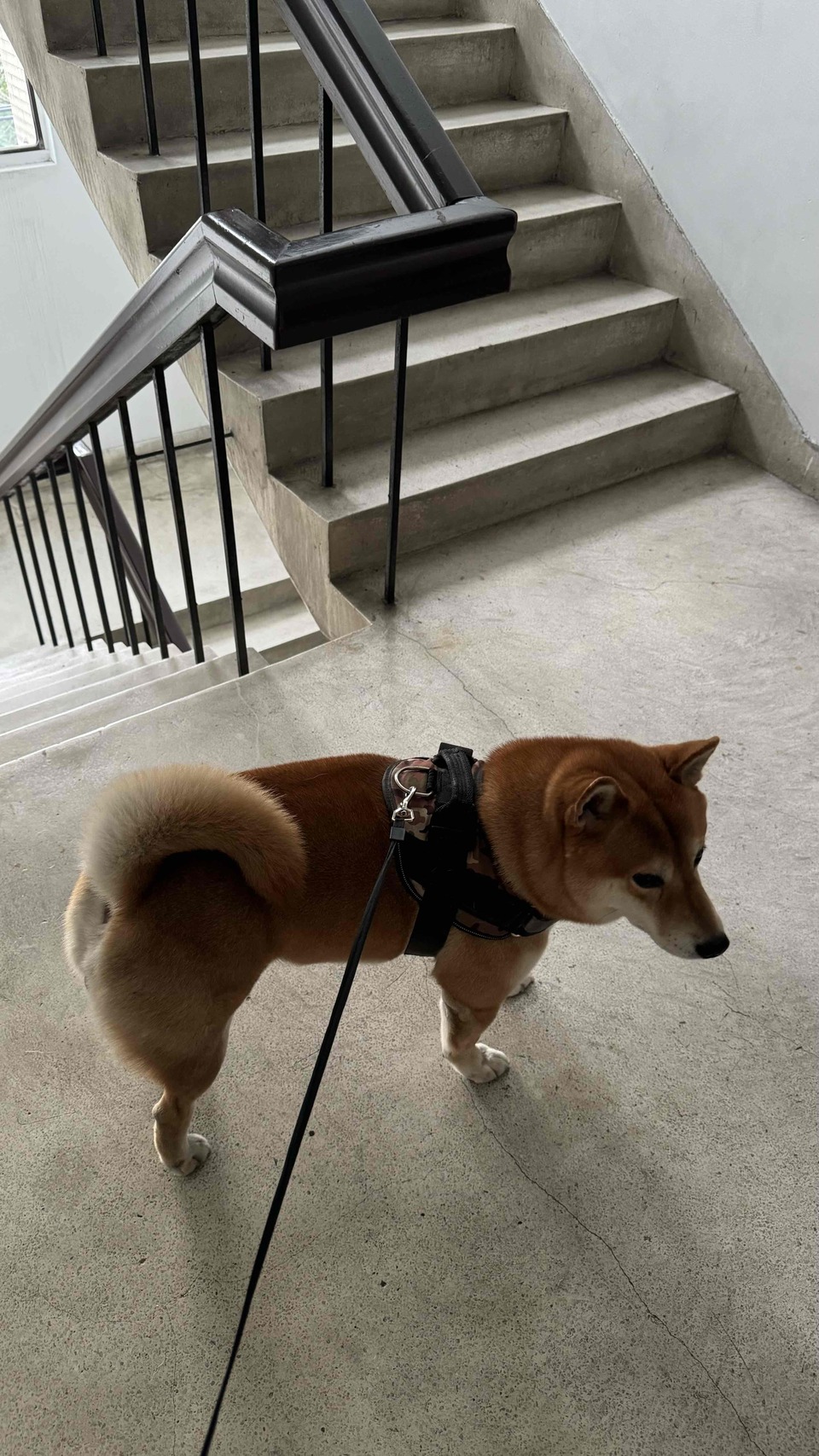 遛狗🦮/中型犬大型犬 - 服務說明 1