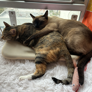 哈娜🐱🐱之喵